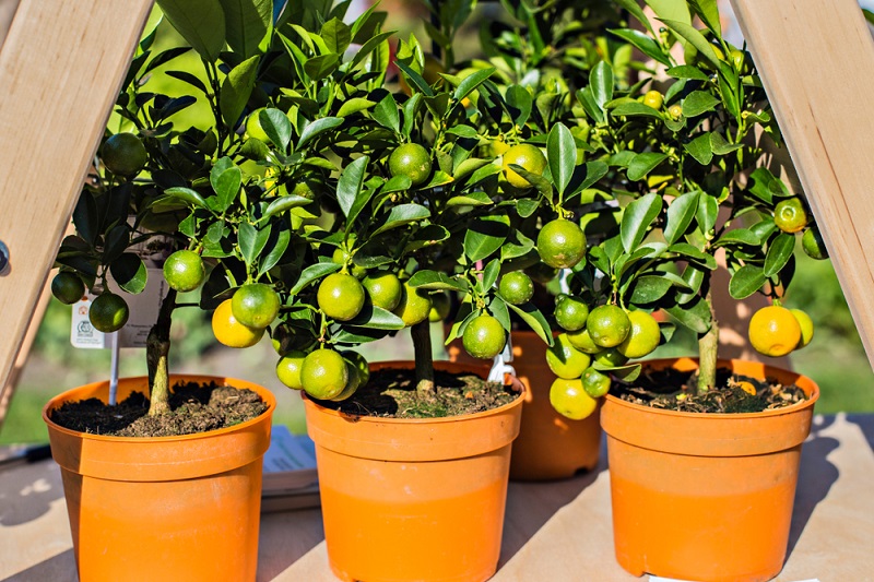 Découvrez une astuce pour faire pousser des pépins de citron dans un
